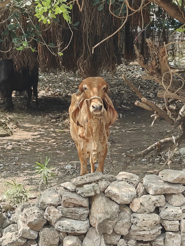 gir vashadi