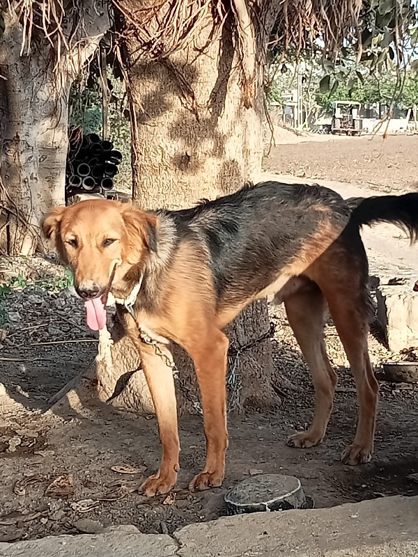 જર્મન કુતરો વેચ...