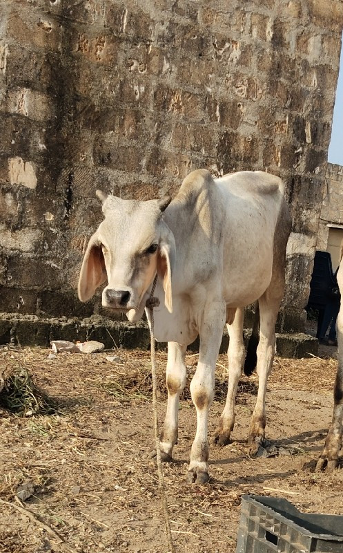 કલ્યાણપુર તાલુક...