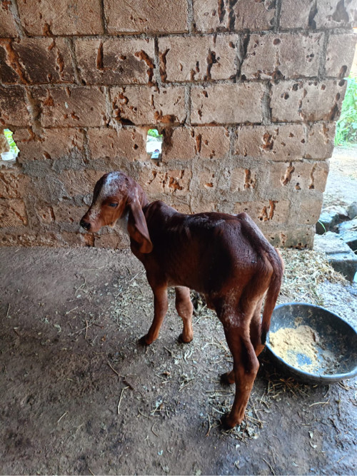 ગાય વેશ વાની સે