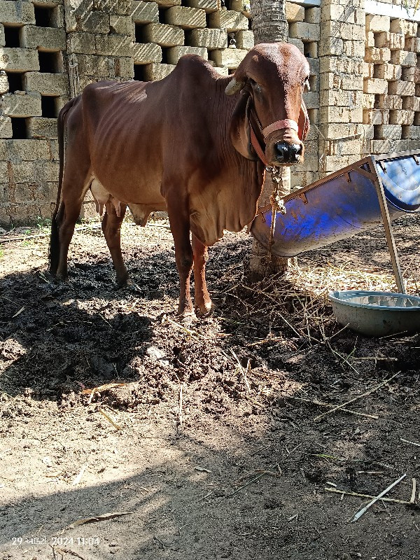 ગિર ગાય પેલુ વે...