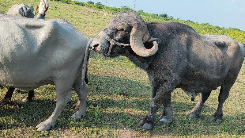 પાડો વેસવાનો છે