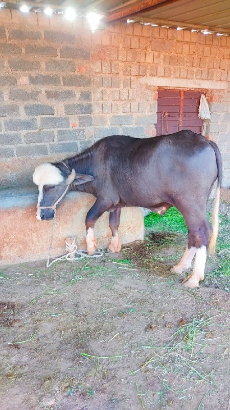 ભગરો પાડો વેચવા...