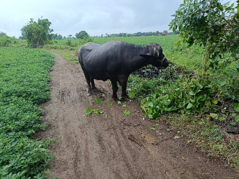 ભેંસ વેચવાની છે...