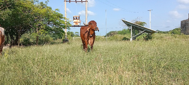 ગીર ગાય