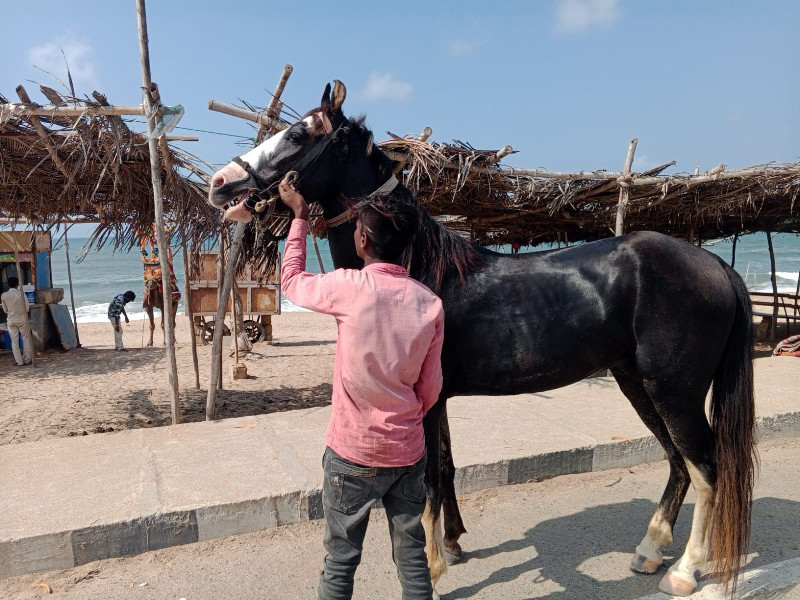 ઘોડો વેચવાનો છે