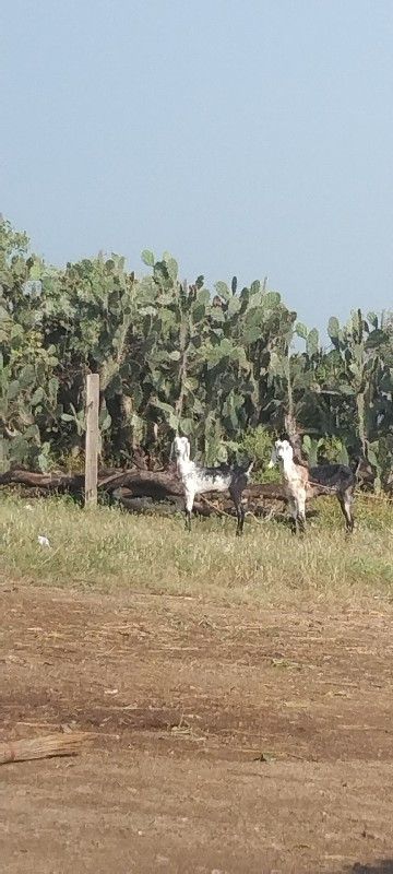 આ બકરીયુ વેચવાન...