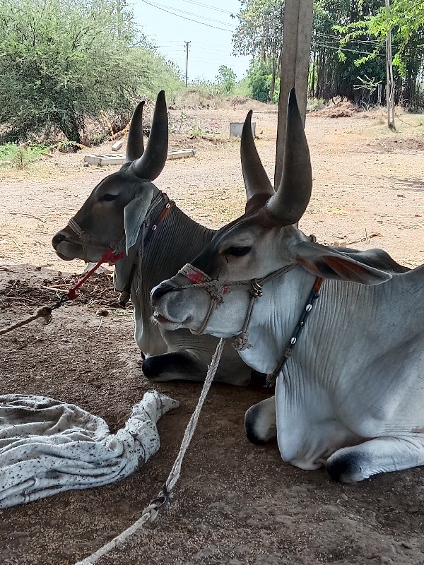 બીજી ધર