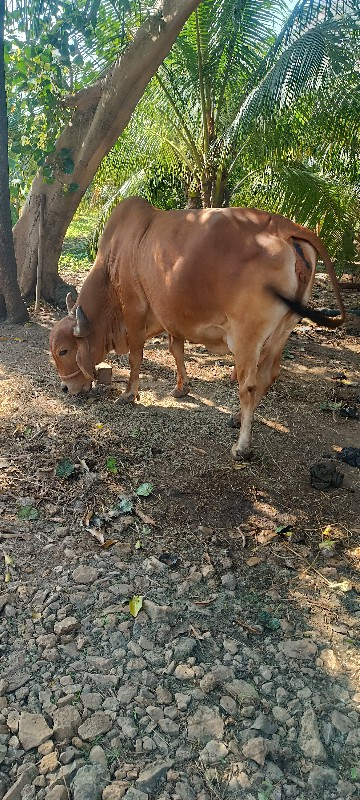 ગાય