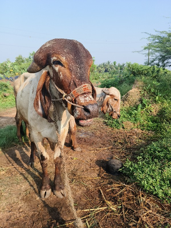 ગોઢલા વેચવાના છ...