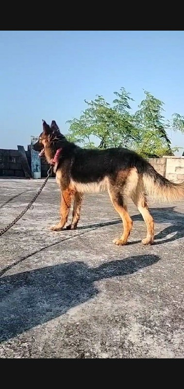 Gsd male