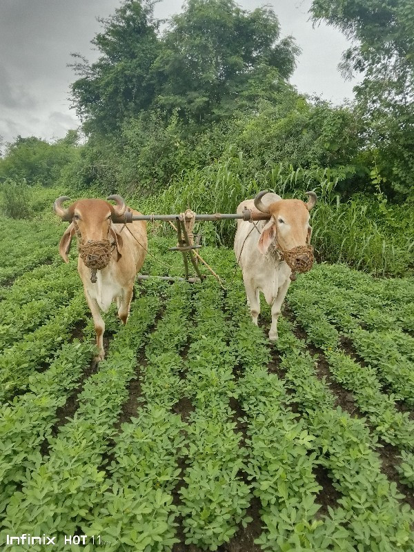 બળદ વેચવાના છે