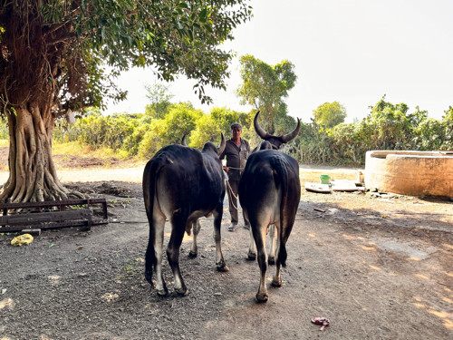 બળદ