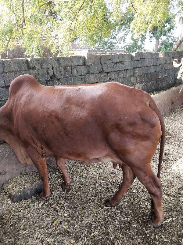 ગાય વેચવાની છે