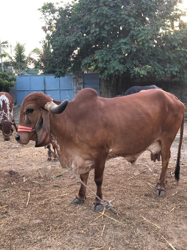 ગાય વેચવા નિ છે