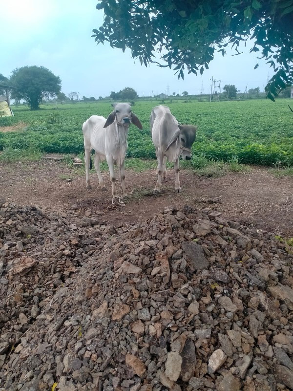 ગોઢલા વેચવાના છ...