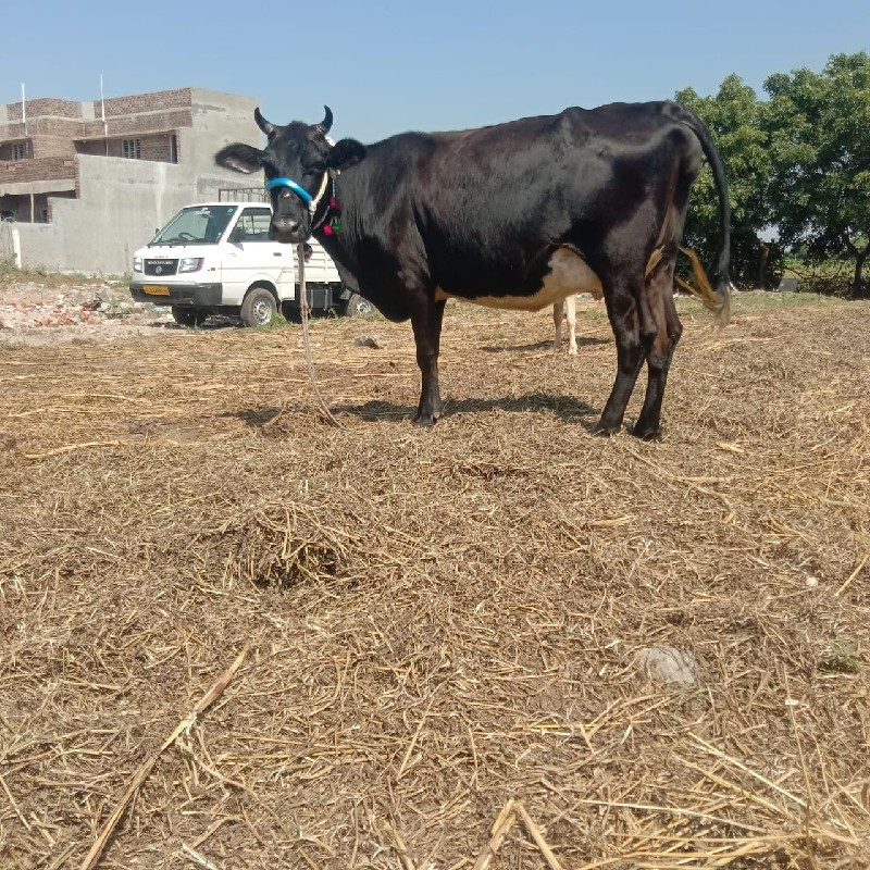 ગાયવેચવાની