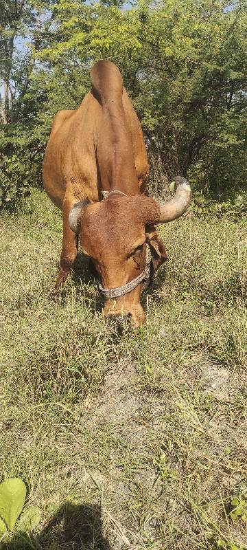 ગાય વેચવાની છે