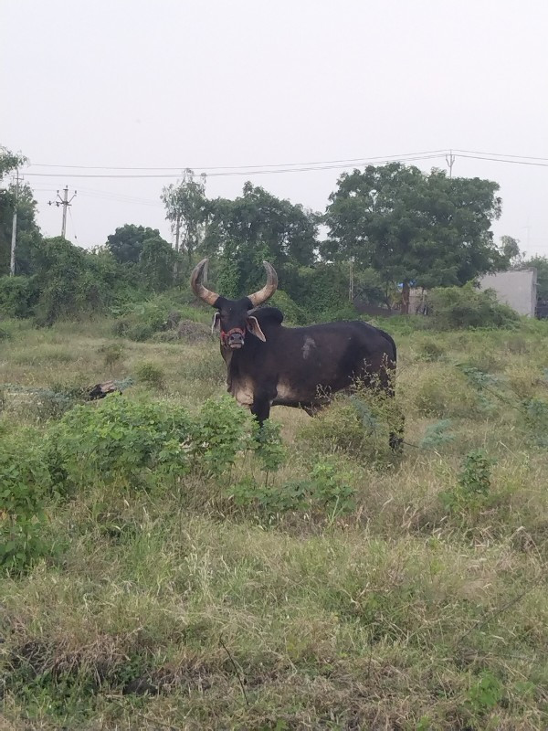 ગોઢલો વેચવાનો છ...