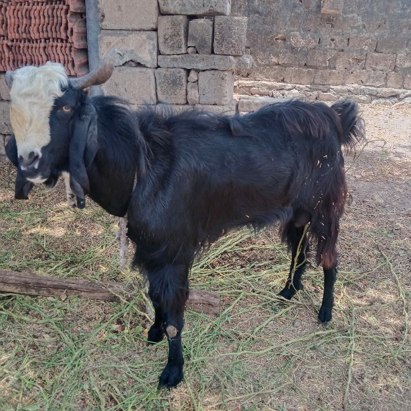 bakra