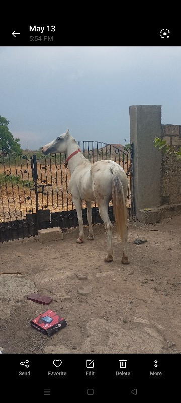 ઘોડી વેચવા ની છ...