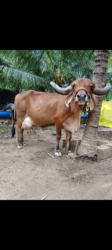 ગાય  ત્રીજું વે...