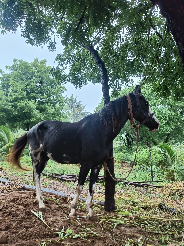 ઘોડી ઘોડો બતાવે...