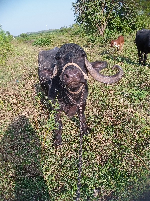 ભેસ