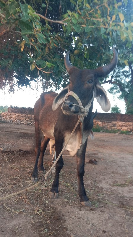 ગોધલો વેચવાનો છ...