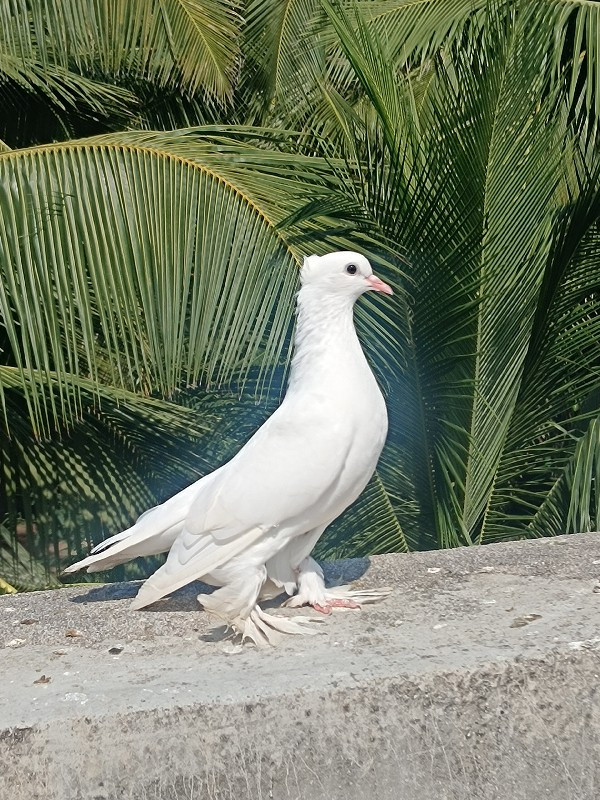 ફક્ત વેસ્વનાં જ...