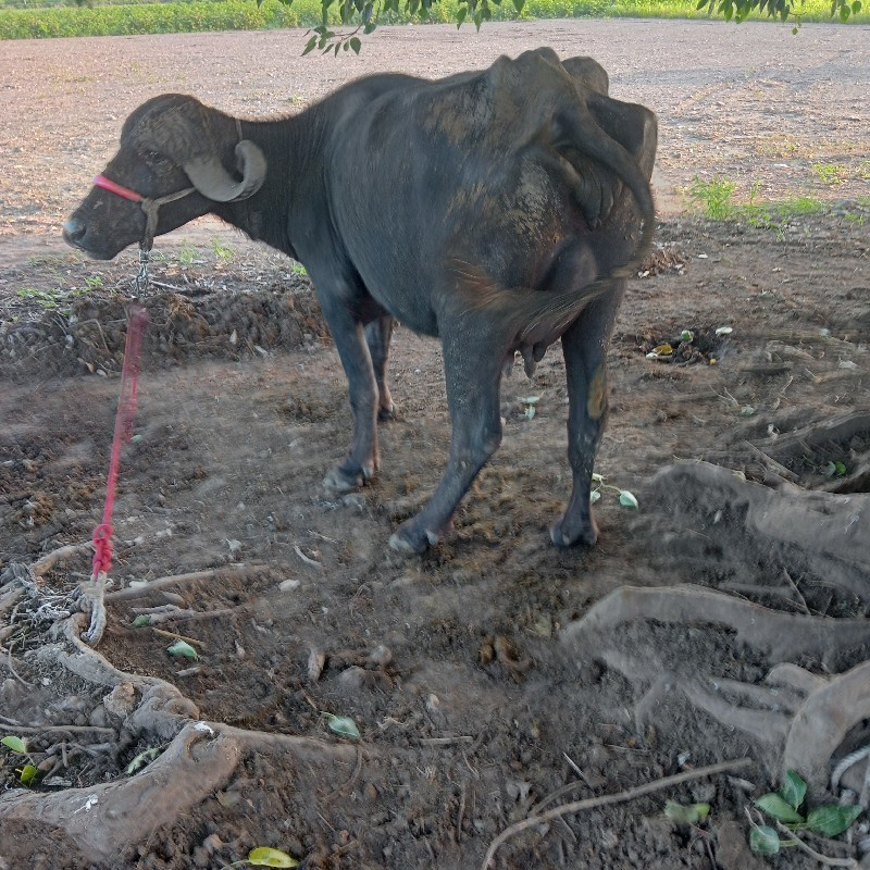 ભેંસ વેચવાની છે