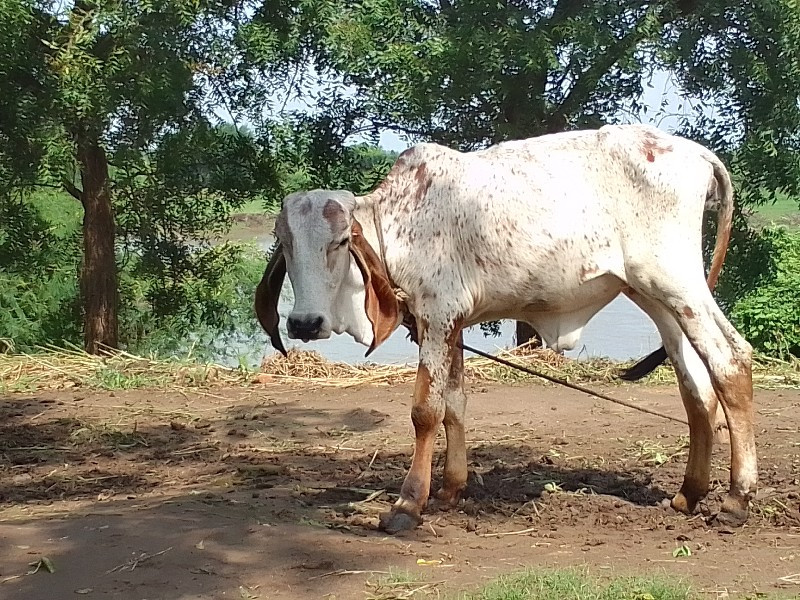 વાસડી