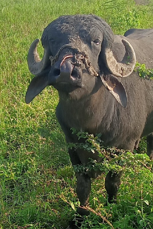 પાડો વેચવાનો છે