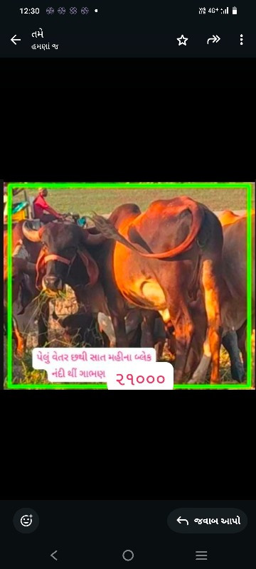 ગાભણી ગાય અને ગ...