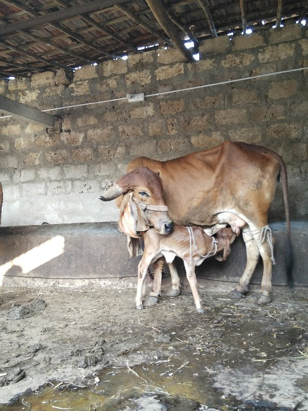 ગીર ગાય વેચવાની...