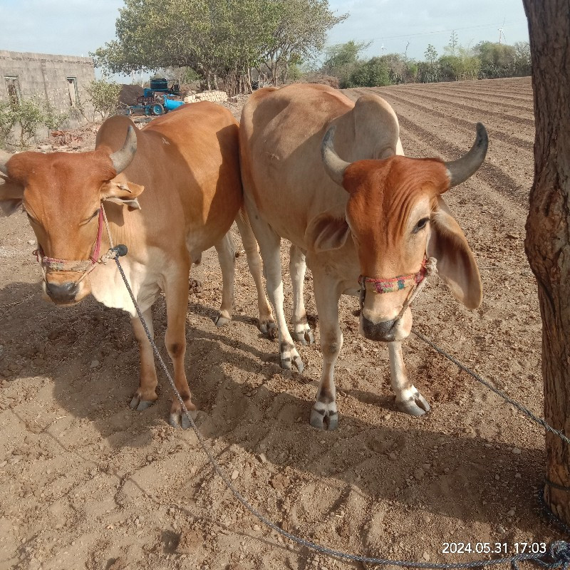 ગોઢલા  વેચવાના...