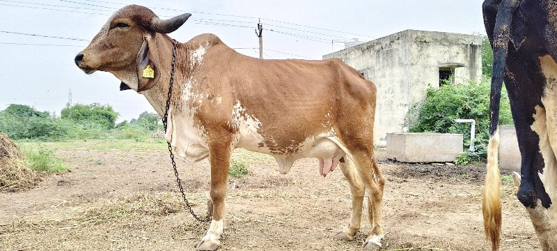 પ્યોર ગીર ગાય વ...