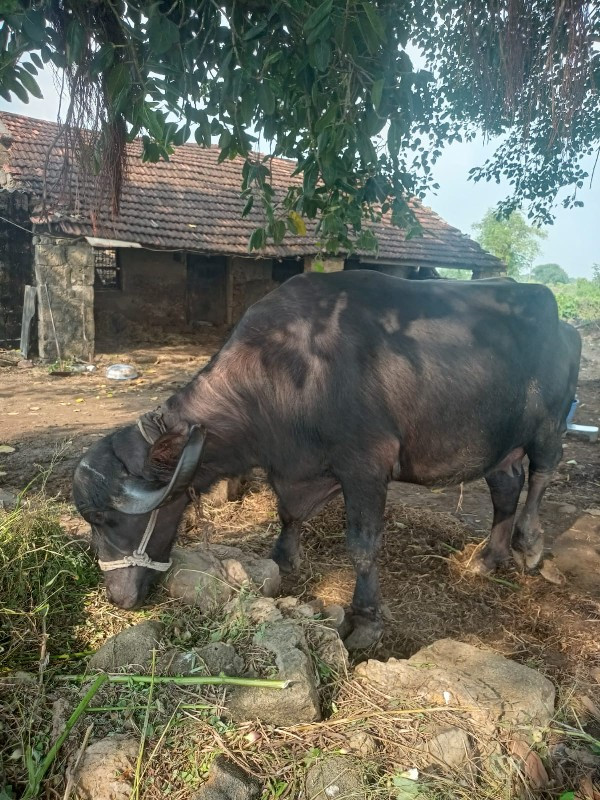 બે દિવસની કાચી...