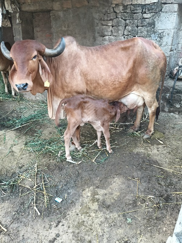 ગાય.વેચવાનીછે