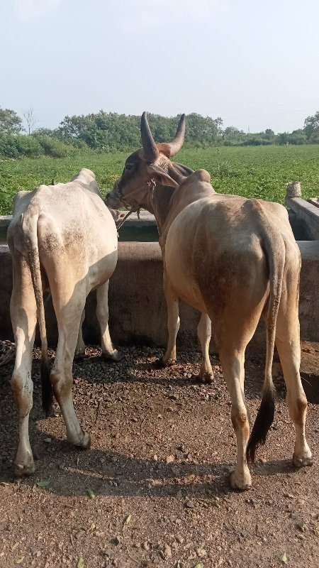 ગોધલા વેસવાનાસે