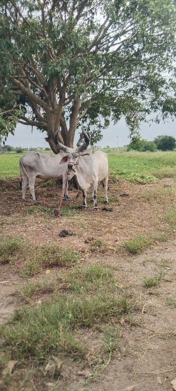 આવો લેવા નો સે