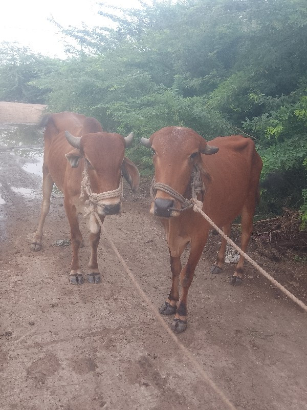 ગોડલા વેચવાના છ...