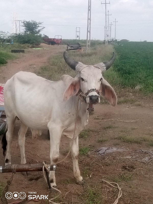 વેચવાનુછે