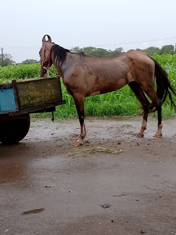 ઘોડી વેચવાની છે