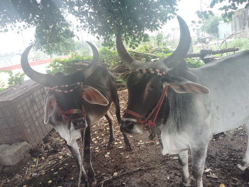 ગોઢલા