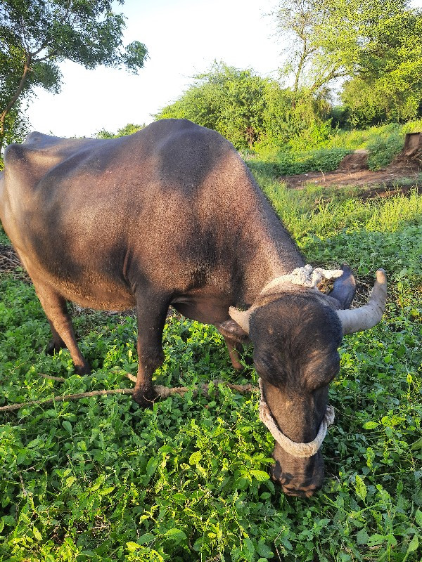 ભેસ વેચવાની છે...