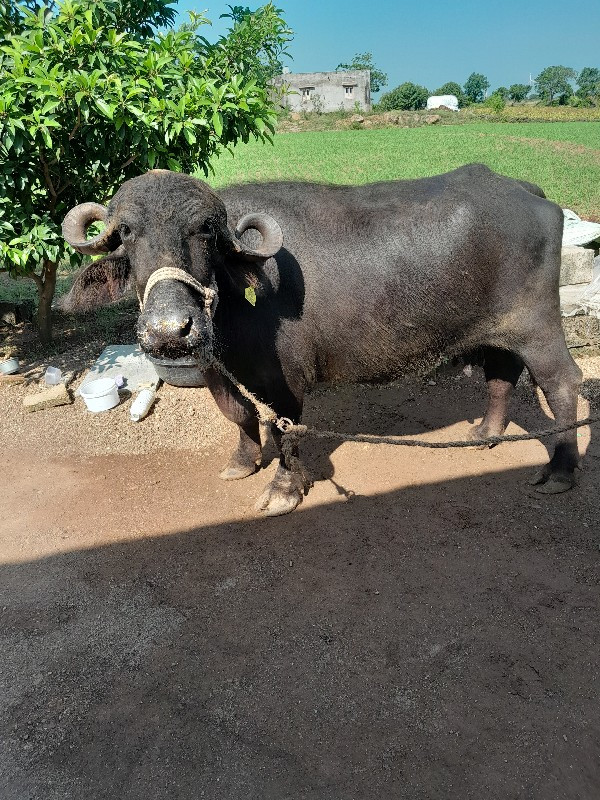 ભેંસ વેચવાની છે