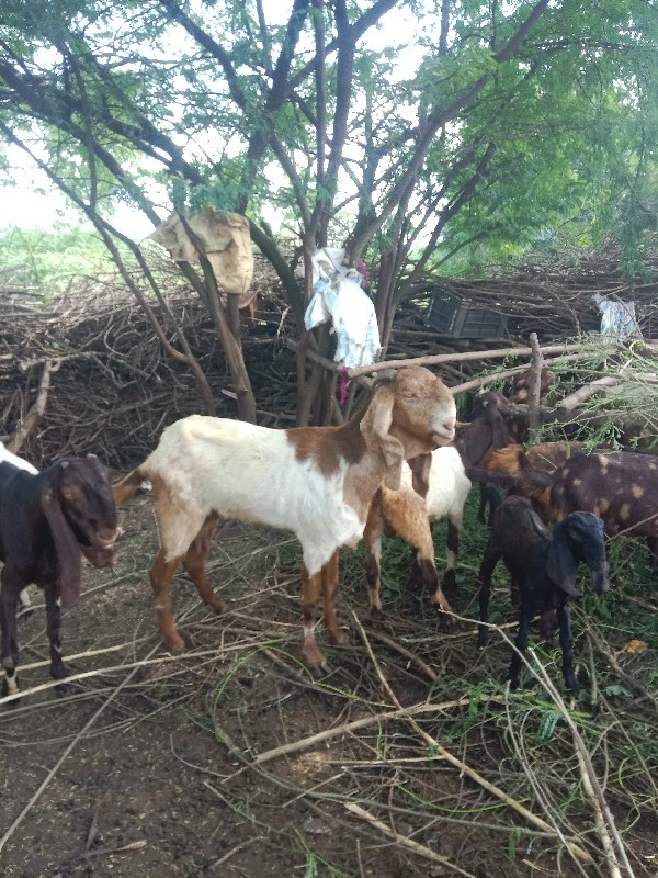 આબકરી વેસવાનીછે