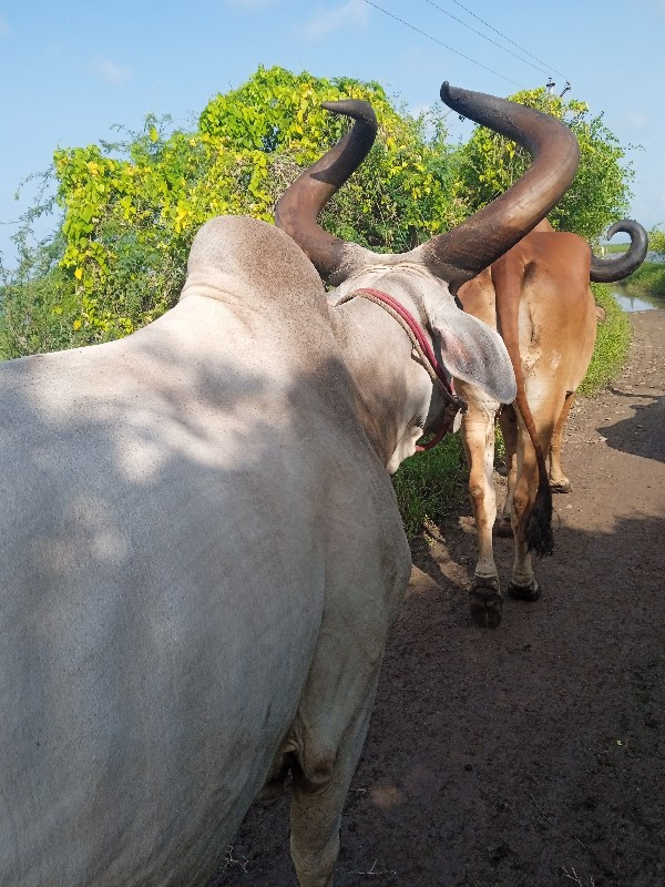 બળદ વેચવાના છે