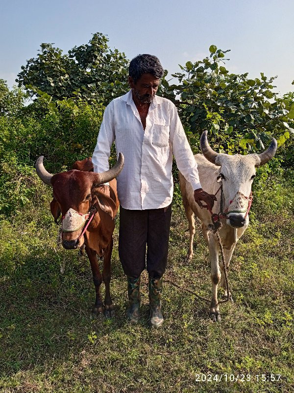 ગોદલા વેચવાનો છ...